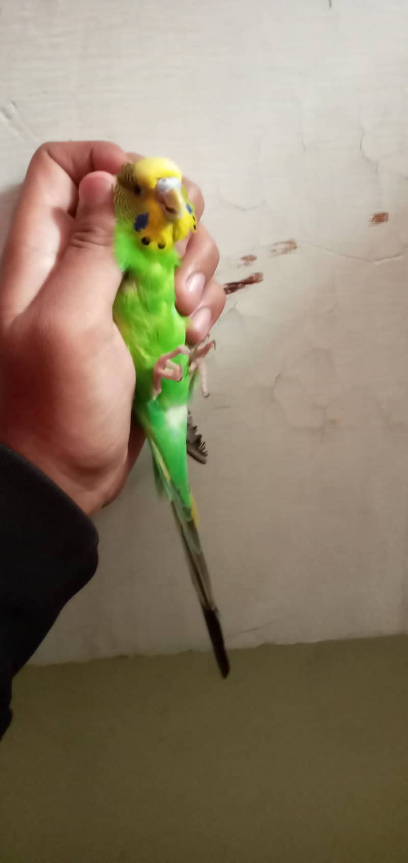 king sized bugie pair 4
