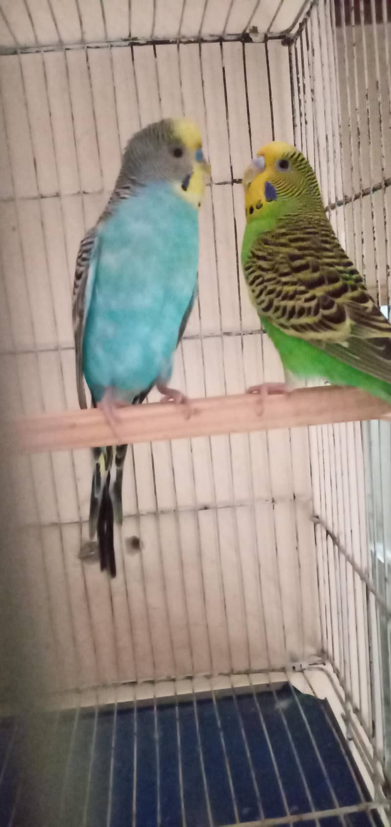 king sized bugie pair 5
