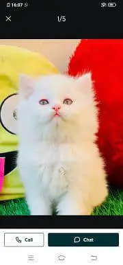 Persian cat for sale male orfemale my WhatsApp 348=60=30=296 — photo 3