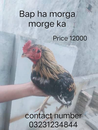 Mianwali Aseel morga