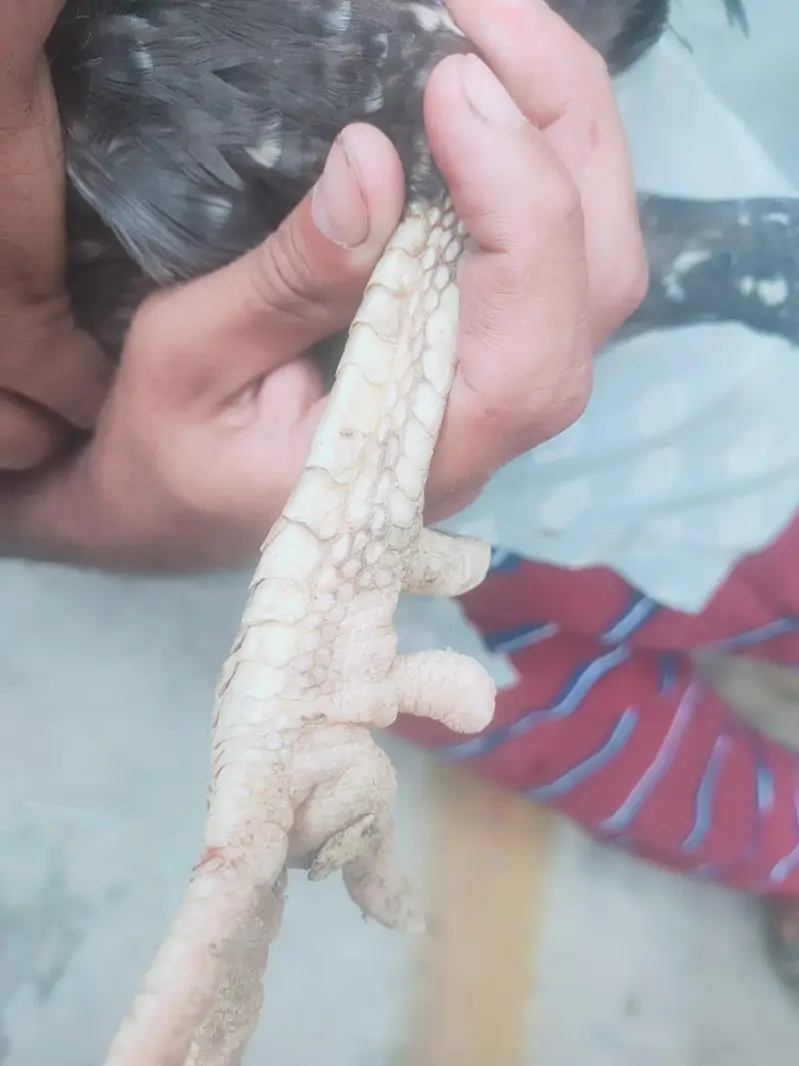 Mianwali Aseel morga — photo 3