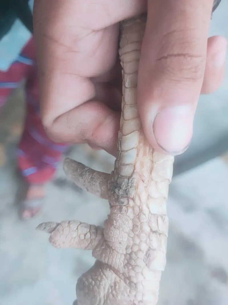 Mianwali Aseel morga — photo 5