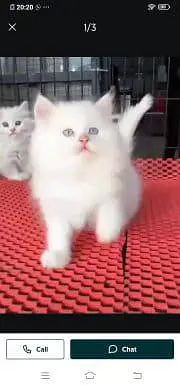 Persian cat for sale male orfemale my WhatsApp 348=60=30=296 — photo 2