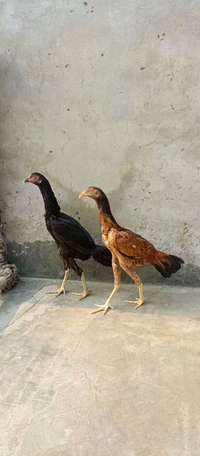 Aseel murgian for sale