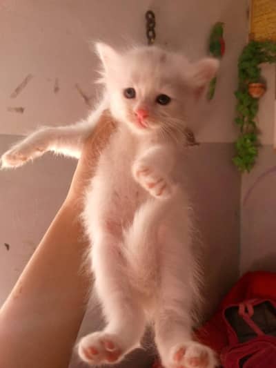 kittens