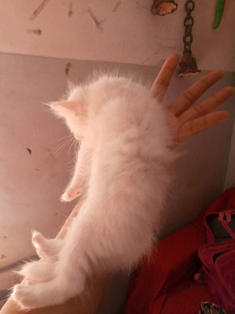 kittens 1