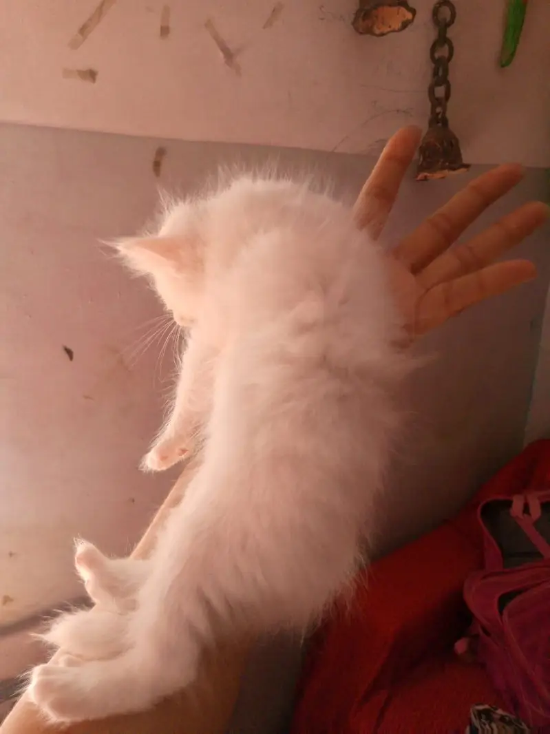 kittens — photo 2