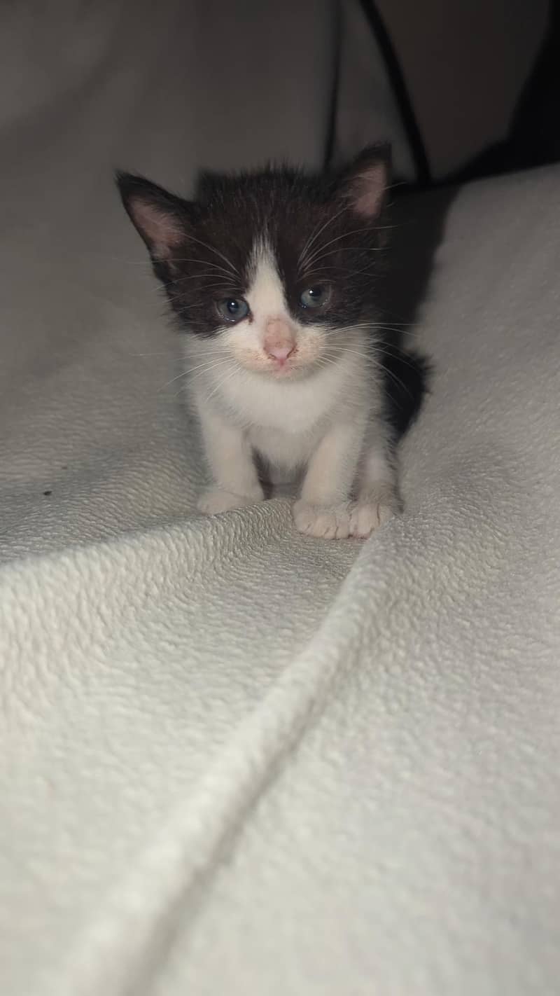 kittens 2