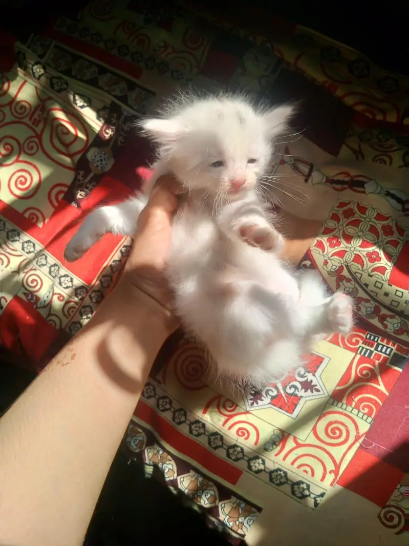 kittens — photo 4