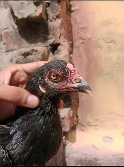 Ghr ki pathi ha nook thori si toti hui thi pr ab pori ho Gai ha