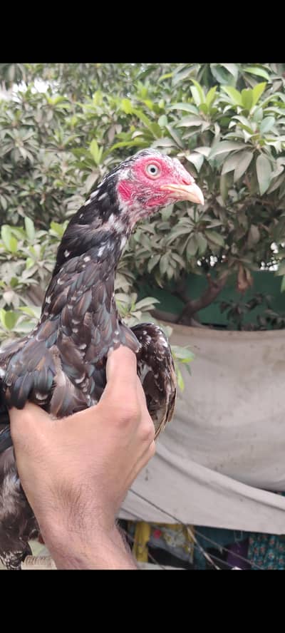 aseel murgi sale Andy derhai hai