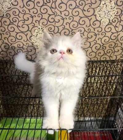 Male kitten