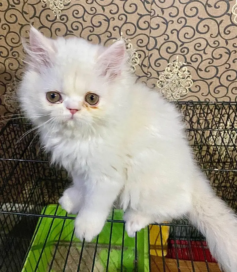 Male kitten — photo 2