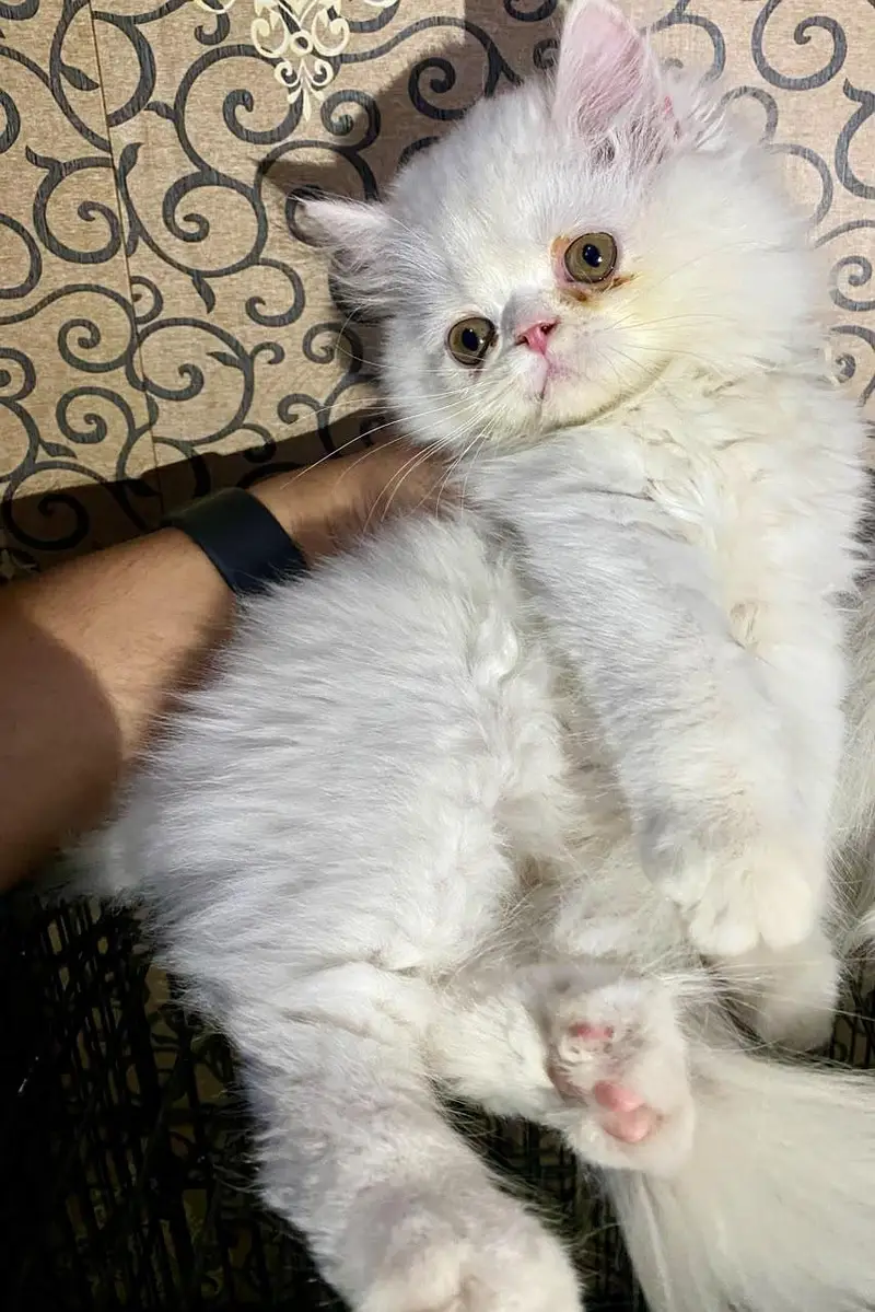 Male kitten — photo 3