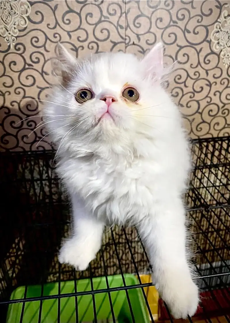 Male kitten — photo 4