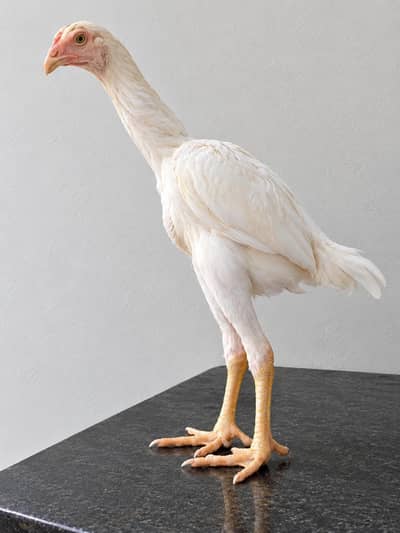 White German O Shamo Female