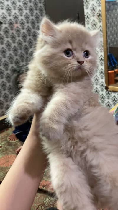 Persian punch face kitten