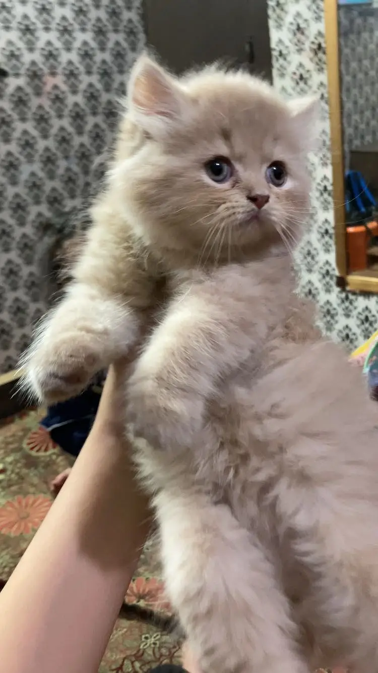 Persian punch face kitten — photo 2