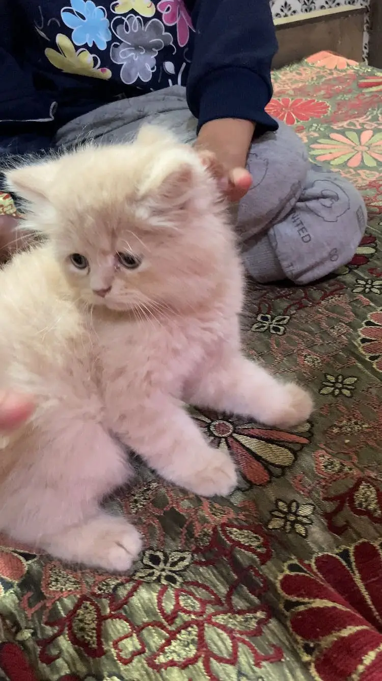Persian punch face kitten — photo 3