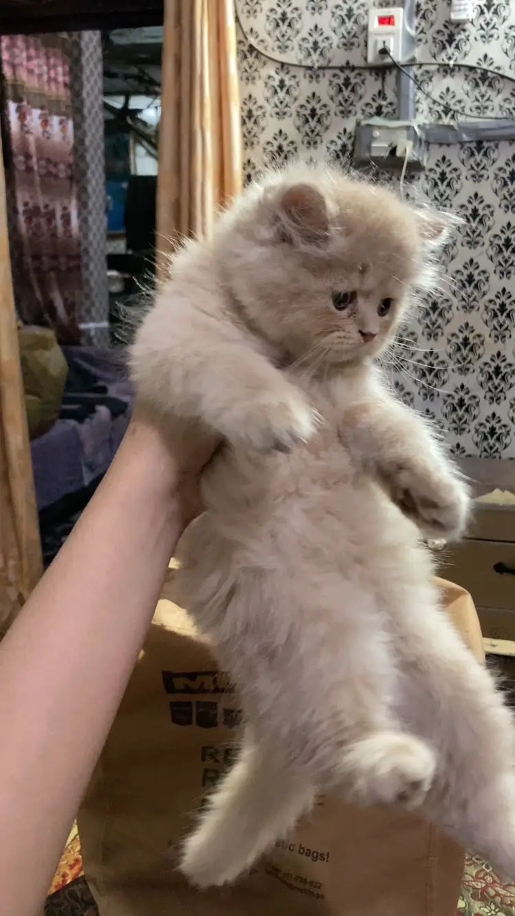 Persian punch face kitten — photo 4