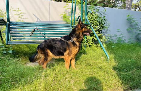 Long Coat German shephard Female For Sale