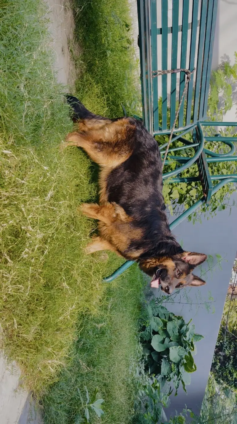 Long Coat German shephard Female For Sale — photo 2