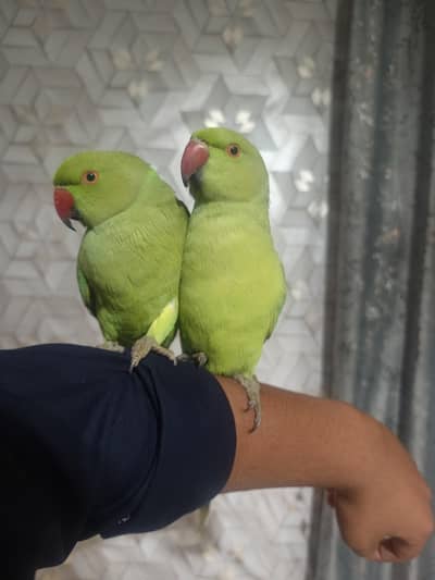 Tame parrot