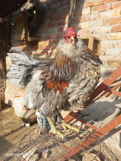 Ameraucana blue & green eggs layer pure breed fertilized eggs & chiks