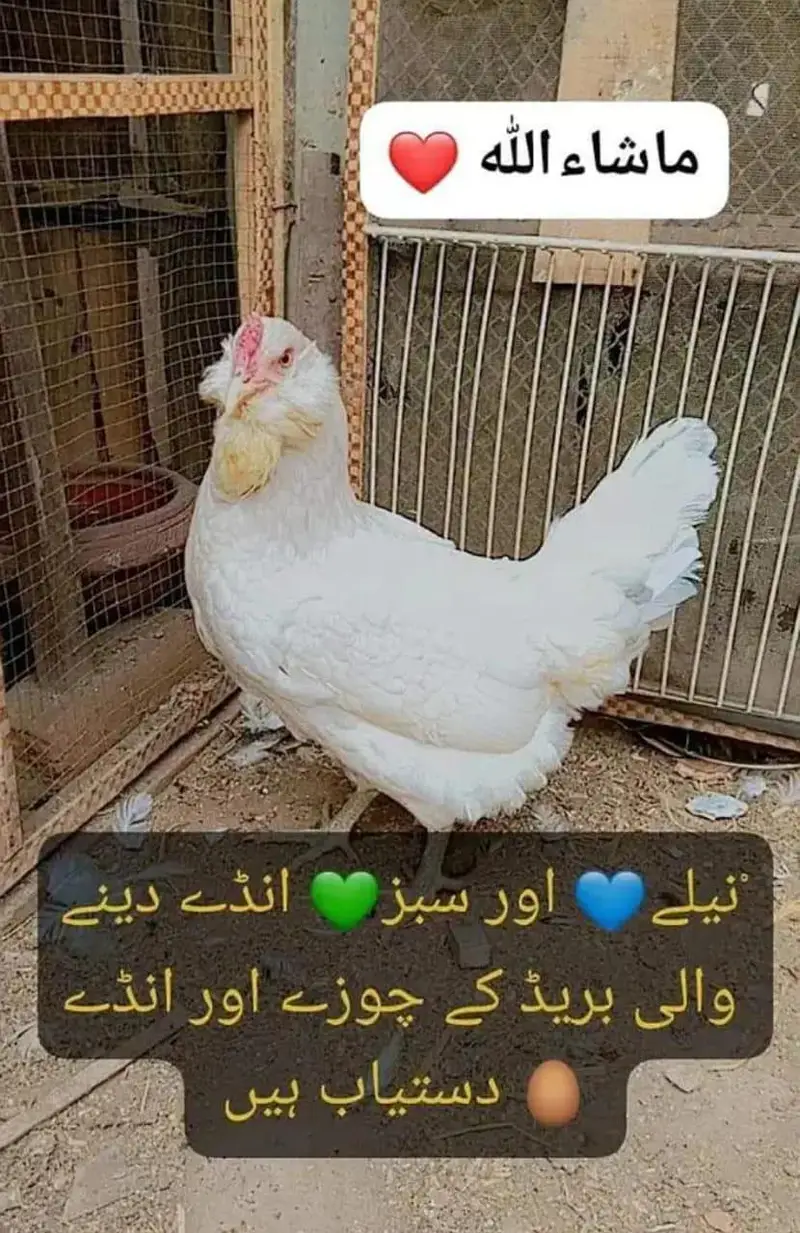 Ameraucana blue & green eggs layer pure breed fertilized eggs & chiks — photo 3