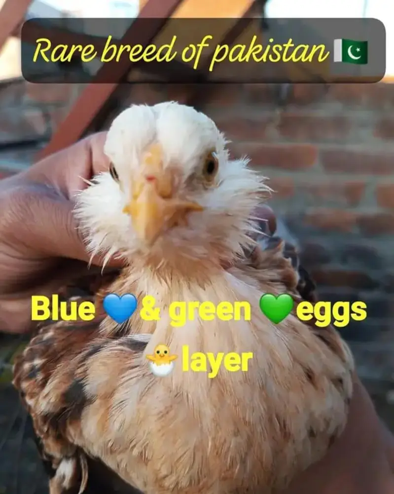 Ameraucana blue & green eggs layer pure breed fertilized eggs & chiks — photo 4