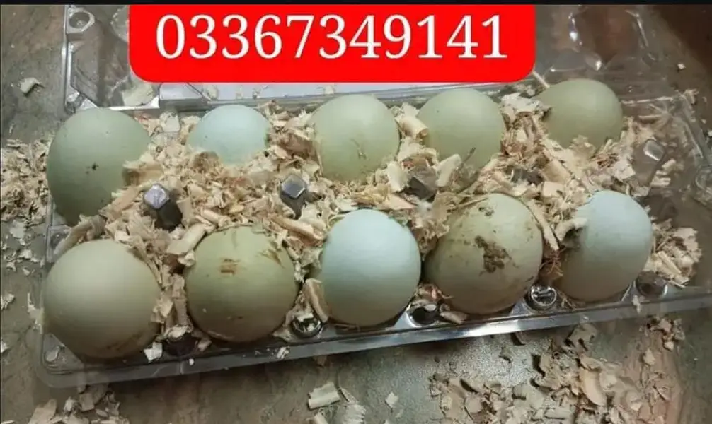 Ameraucana blue & green eggs layer pure breed fertilized eggs & chiks — photo 11