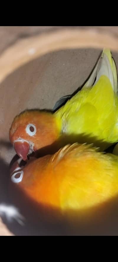 lotion pasnata breeder pair