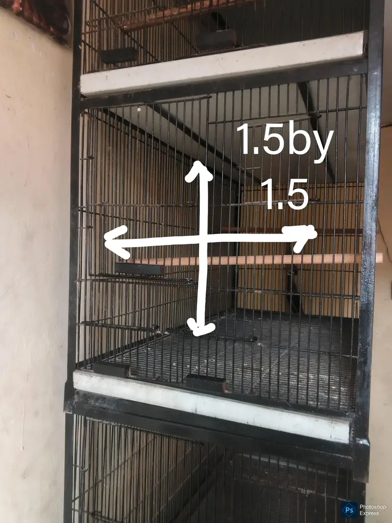 5 portion cage full angel — photo 4
