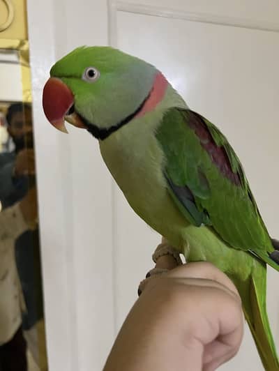 Alexandrine Parrot (Bolne Wala Pahadi Tota)