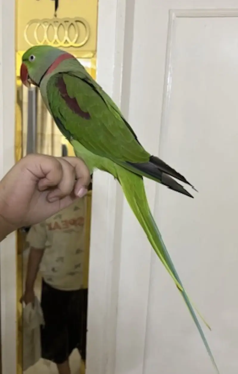 Alexandrine Parrot (Bolne Wala Pahadi Tota) — photo 2