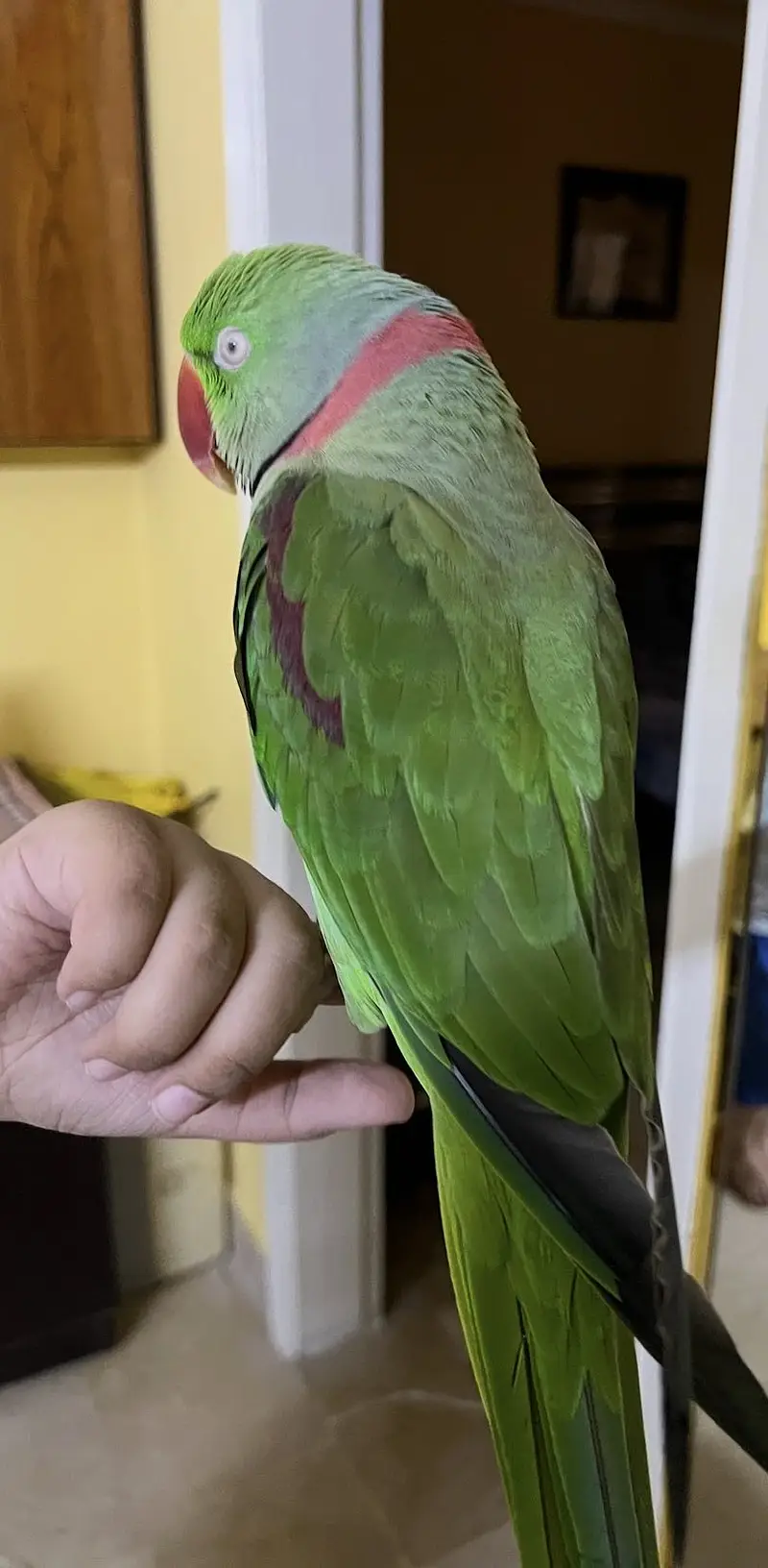 Alexandrine Parrot (Bolne Wala Pahadi Tota) — photo 3