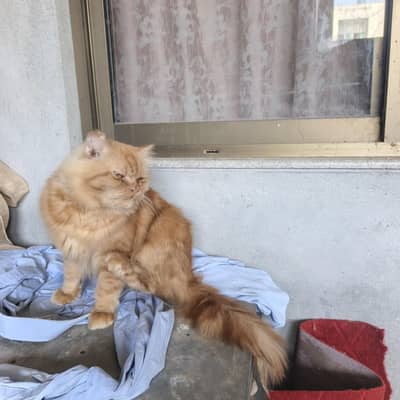 Red/orange Persian longhair cat