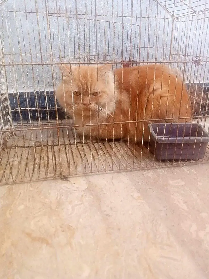 Red/orange Persian longhair cat — photo 2