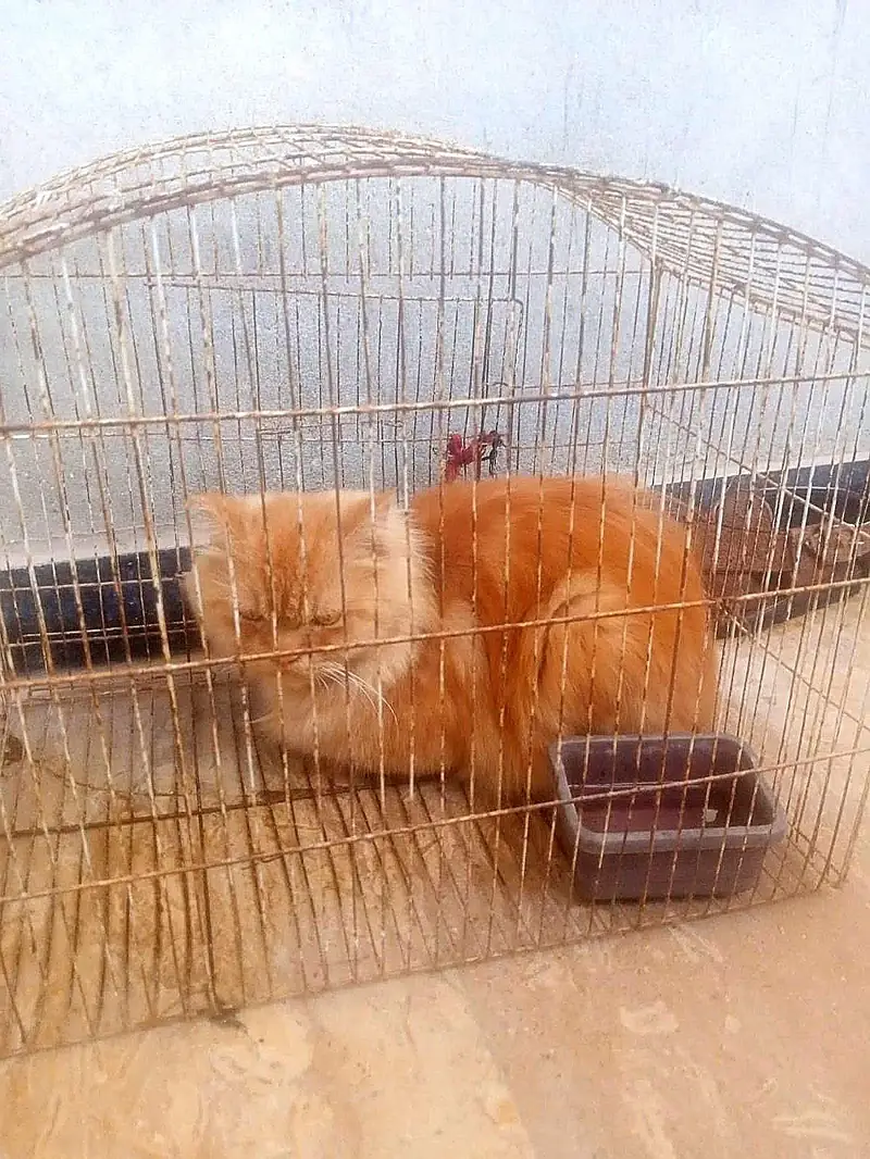 Red/orange Persian longhair cat — photo 3