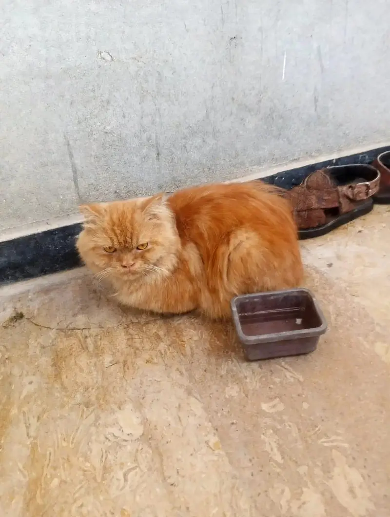 Red/orange Persian longhair cat — photo 6