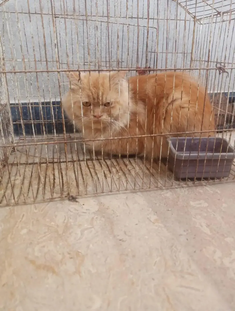 Red/orange Persian longhair cat — photo 7