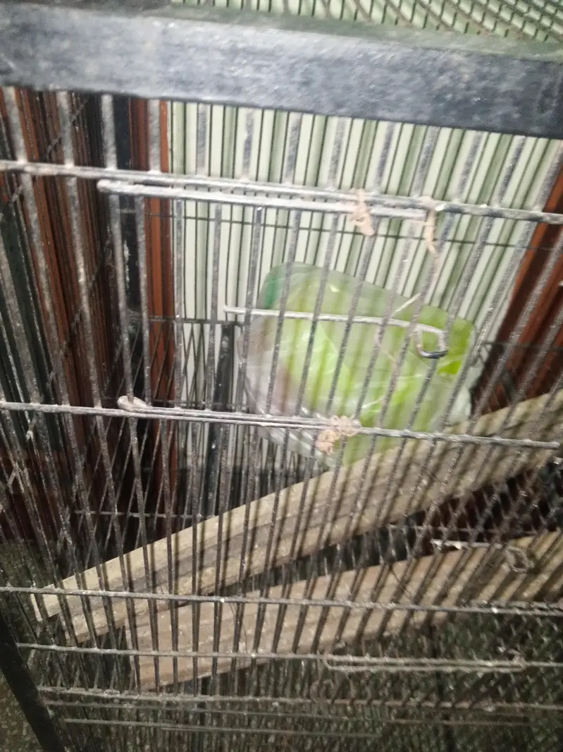 2 portion cage for sale — photo 3