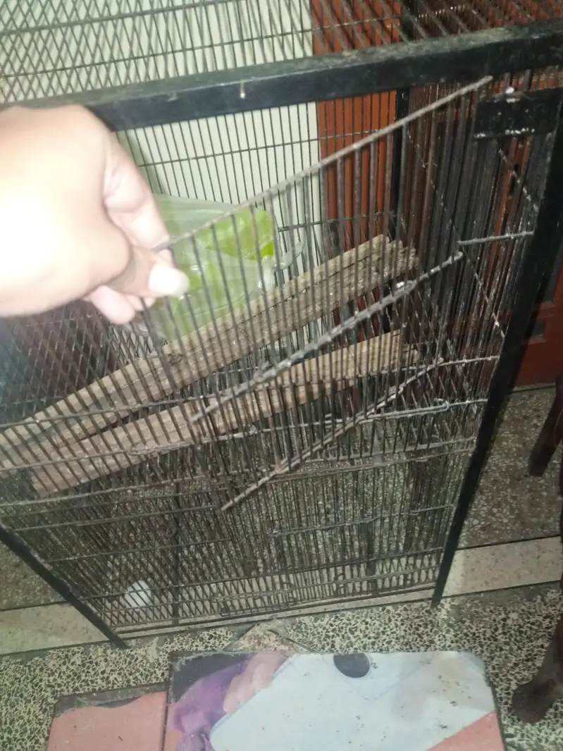 2 portion cage for sale — photo 4
