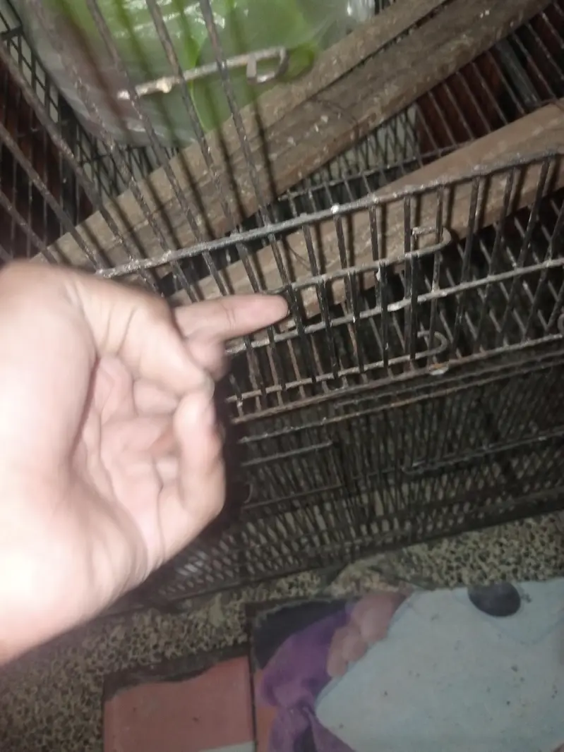 2 portion cage for sale — photo 5