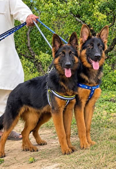 German Shepherd long coat peyar