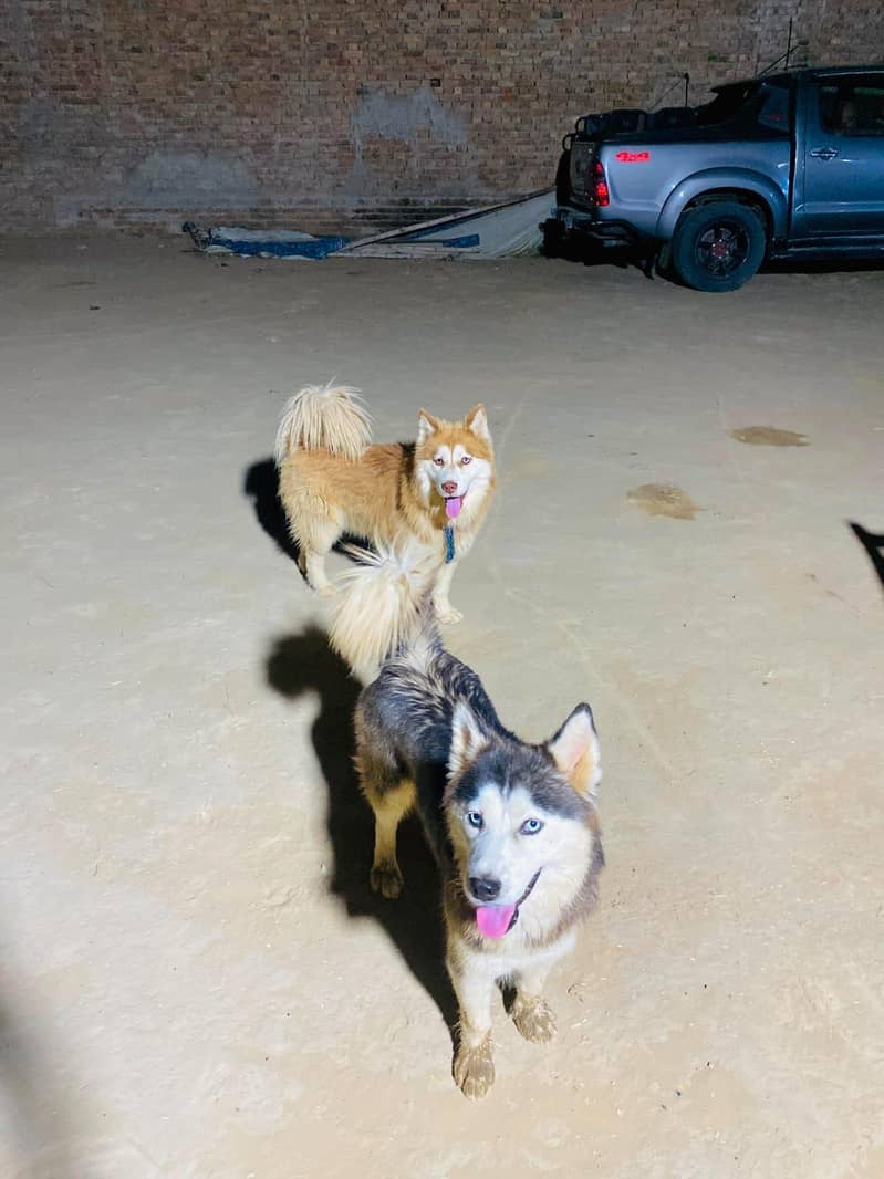 Husky 0