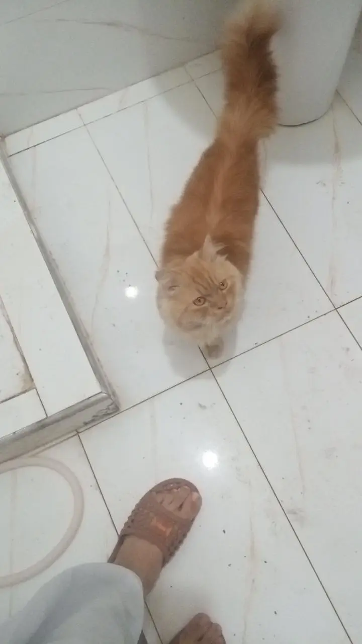 Red/orange Persian longhair cat — photo 8