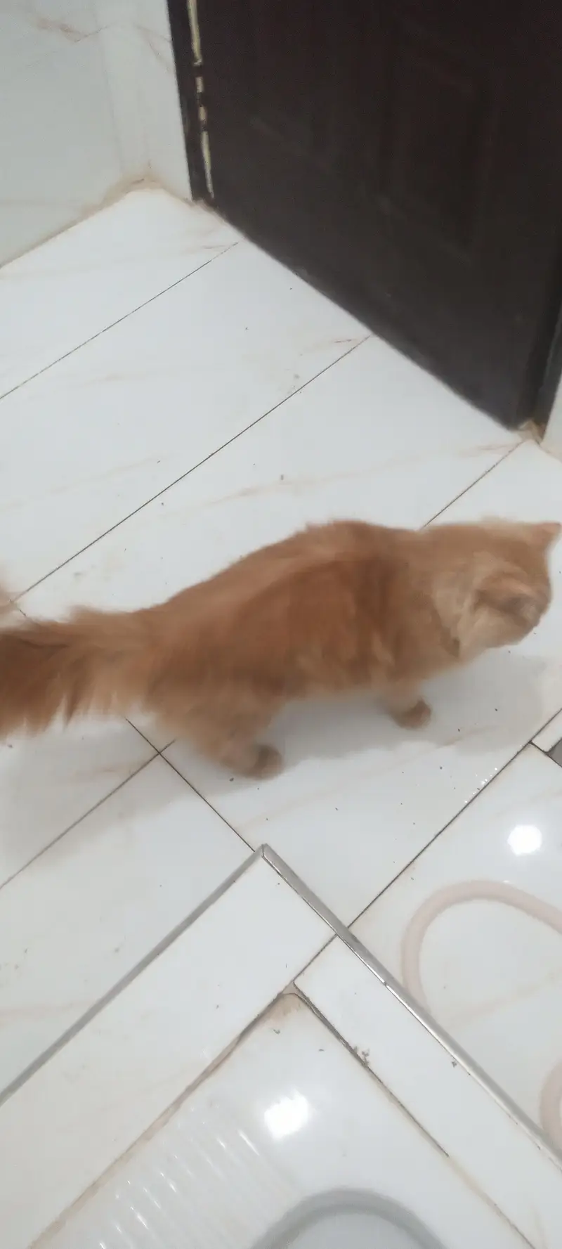 Red/orange Persian longhair cat — photo 9