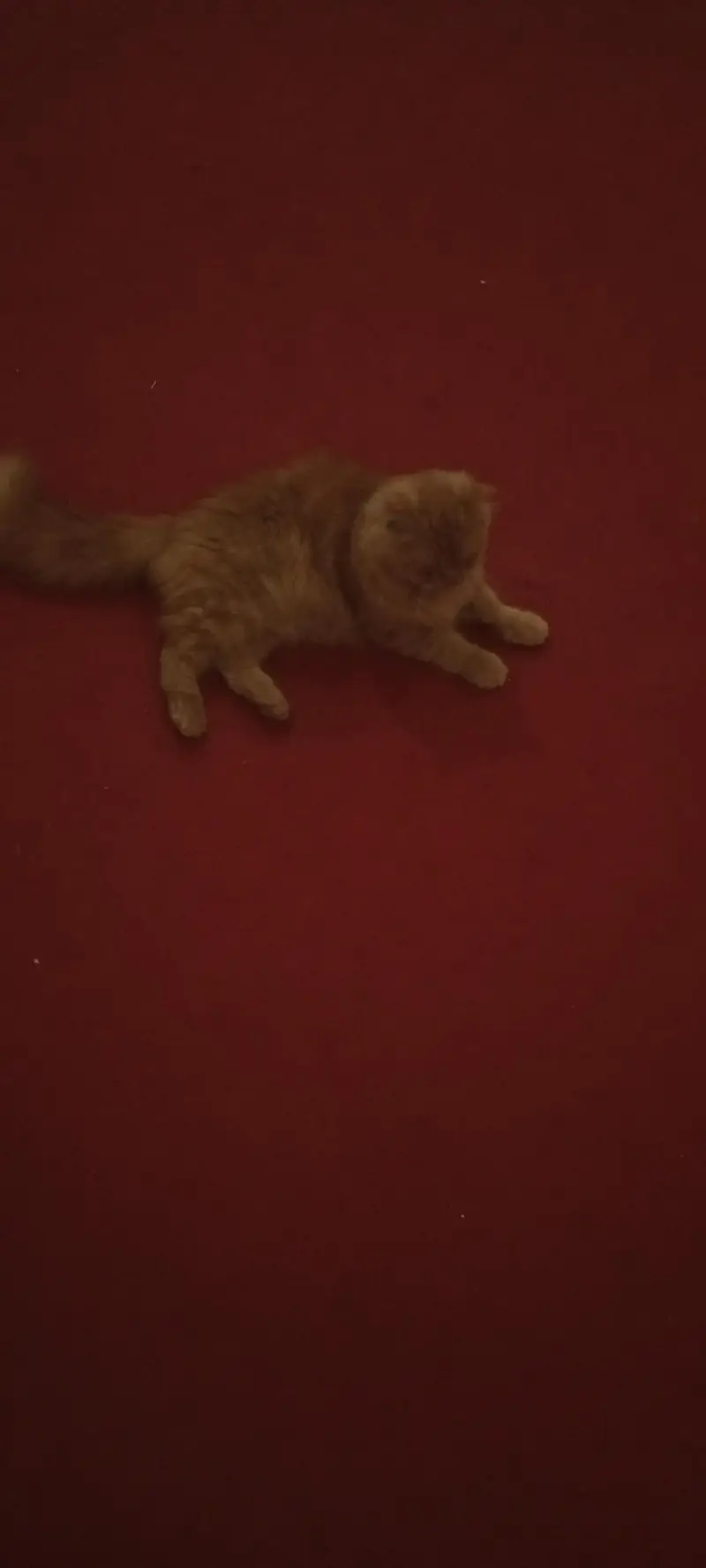 Red/orange Persian longhair cat — photo 10