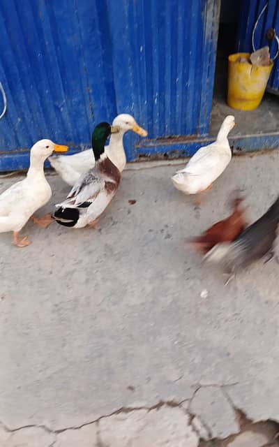 Ducks Male For Sale